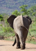elephant (15)